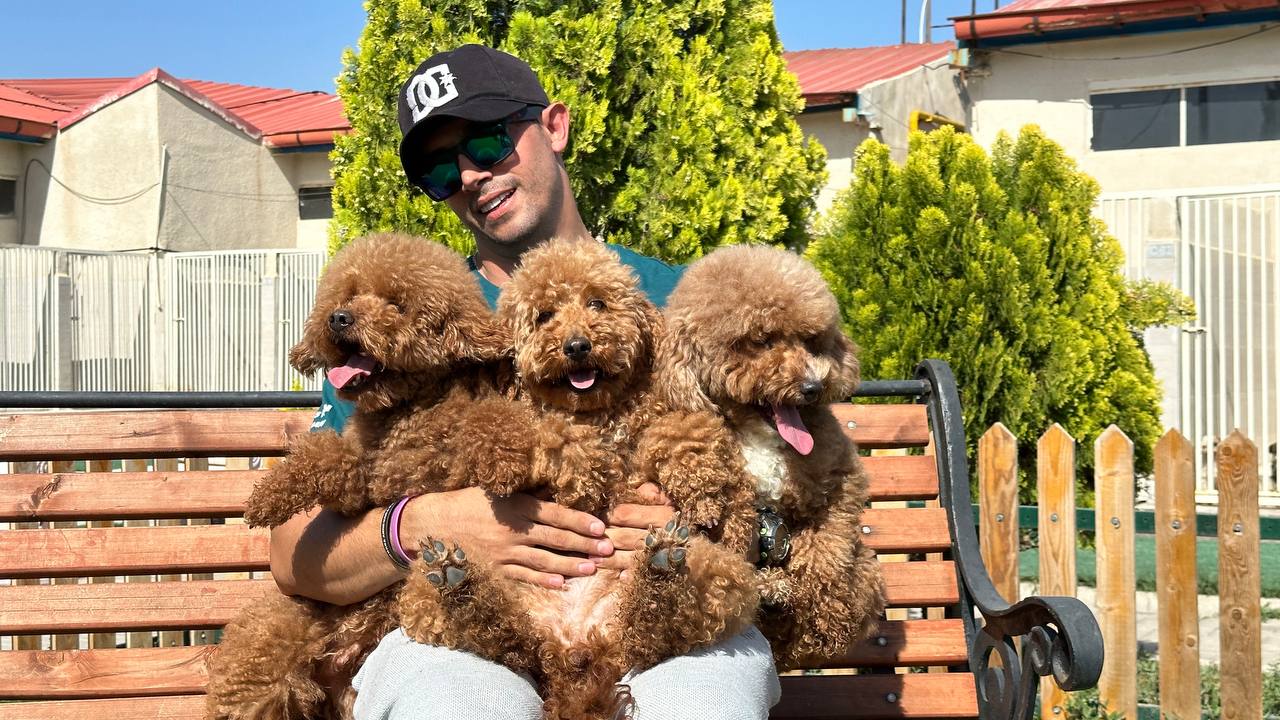 مولد نژاد پودل مینیاتوری پینات